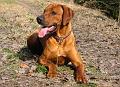 junior (20)